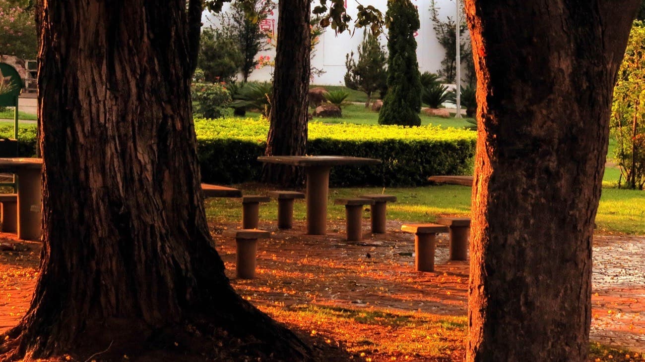 Praça arborizada ao amanhecer